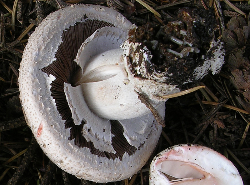 Agaricus da determinare.